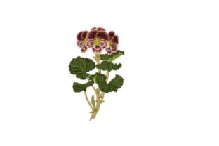 Pelargonium Auguste Miellez: A Designer’s Review