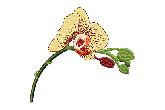 Yellow Orchid Bud Flower: A Designer’s Review